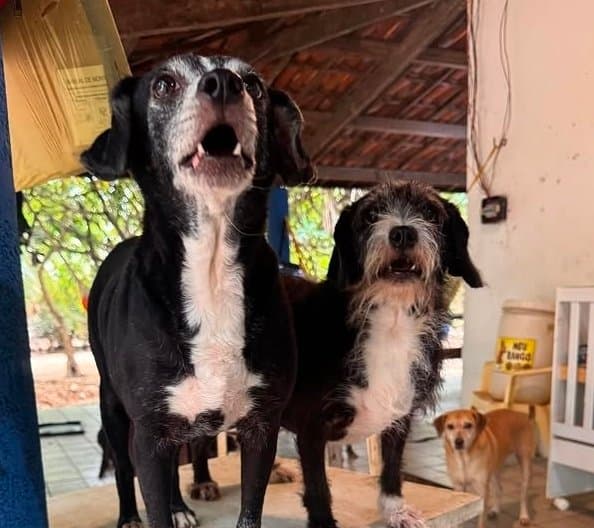 Foto de Ceci e Sissi