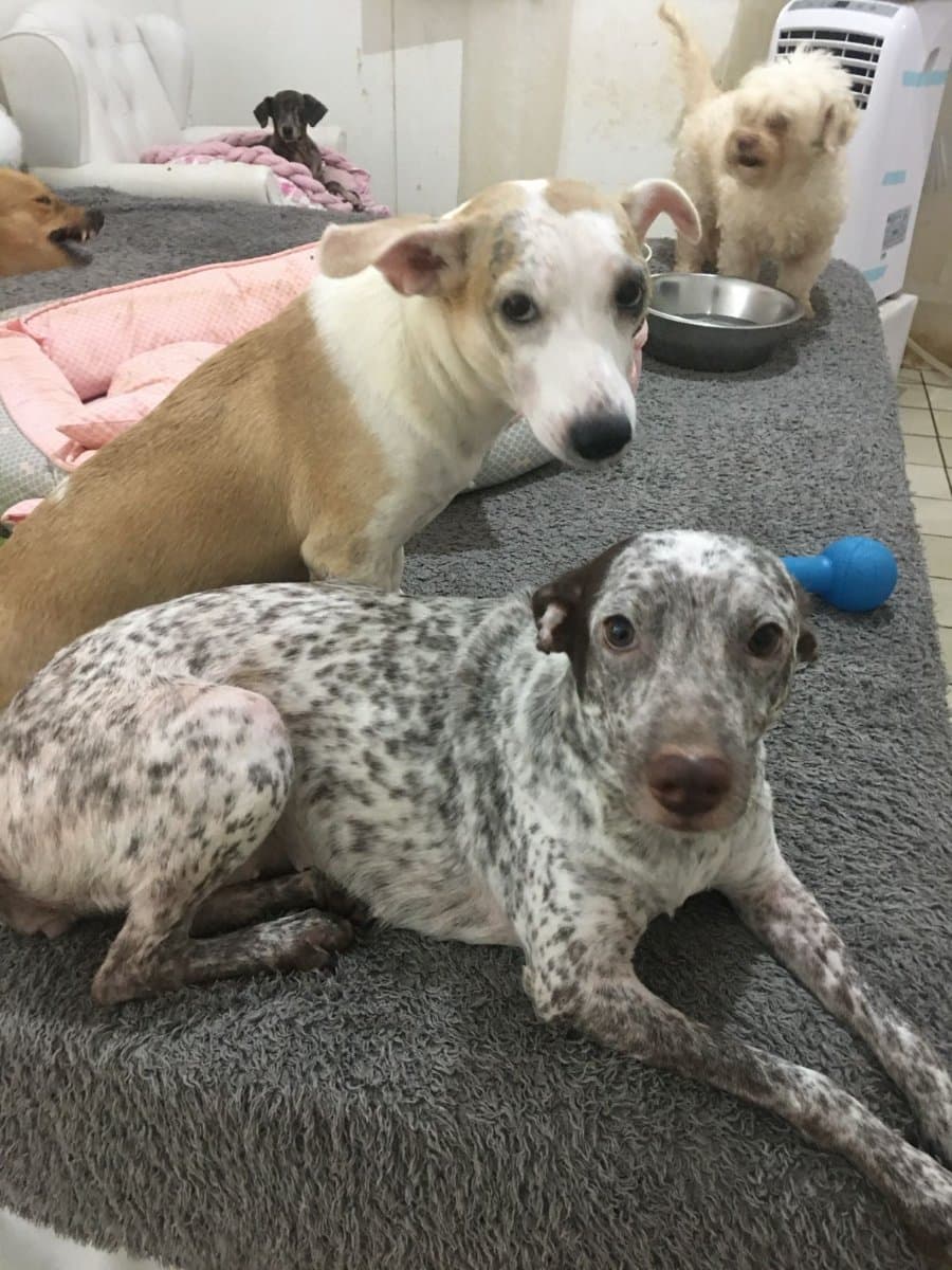 Foto de Holly e Bendita